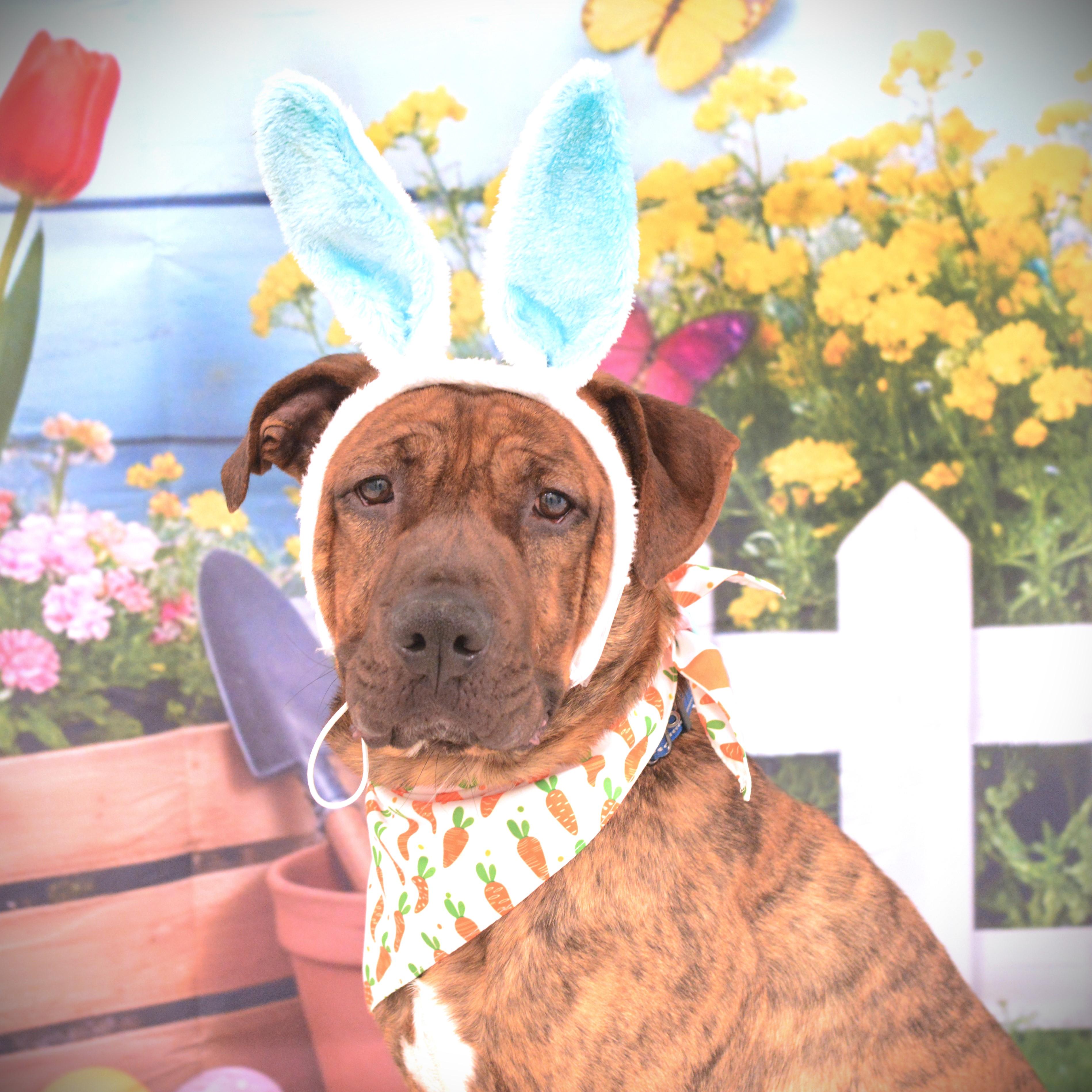 Enlarge Bubba, a Adoptable mixed breed in Amsterdam, NY image 2/6