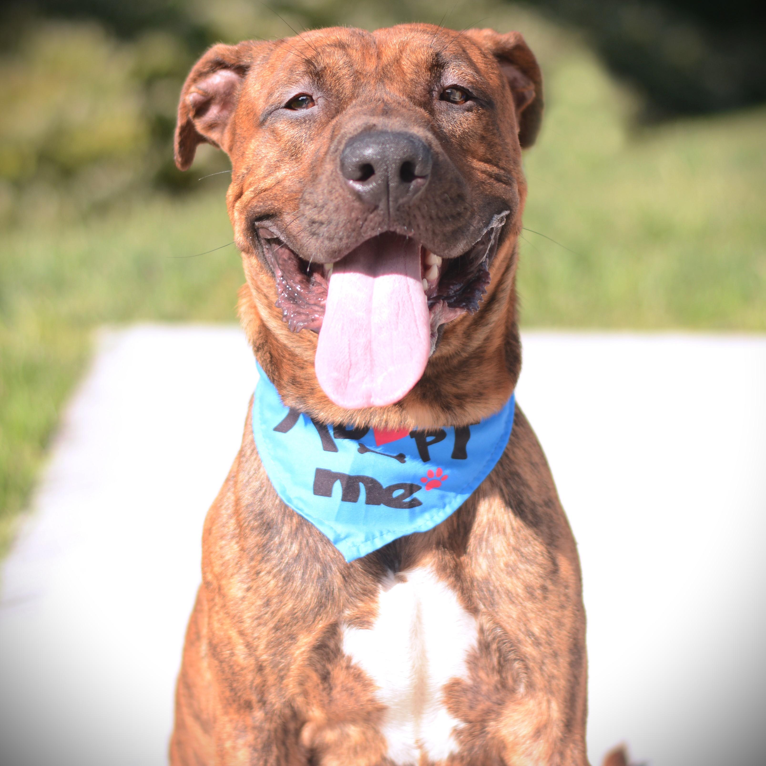 Bubba, Adoptable, Adult Male Terrier.