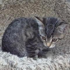 Basil, Baby Female unknown