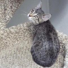Basil