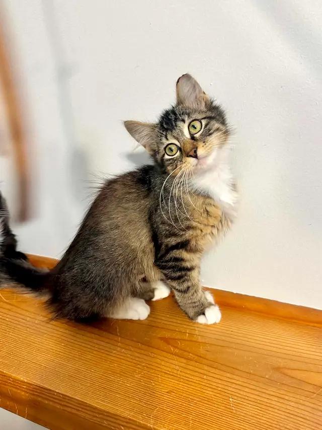 Trixy photo