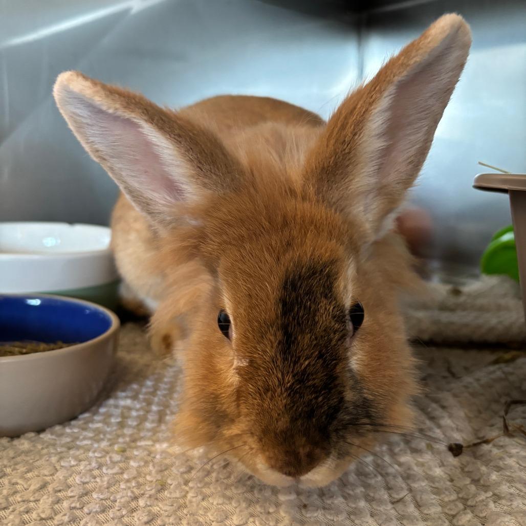 Salsa Roja, Adoptable, Senior Female Bunny Rabbit.