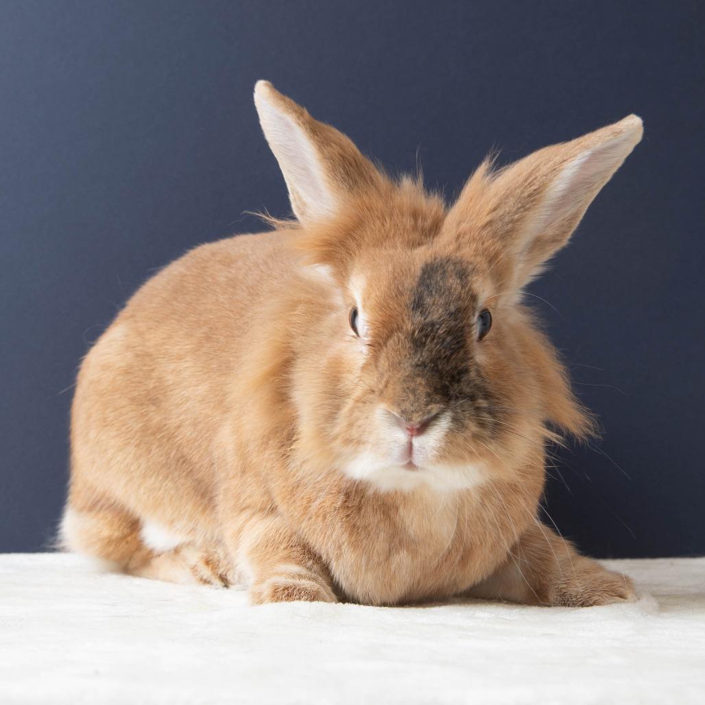 Enlarge Salsa Roja, a Adoptable Bunny Rabbit in Richmond, CA image 2/6