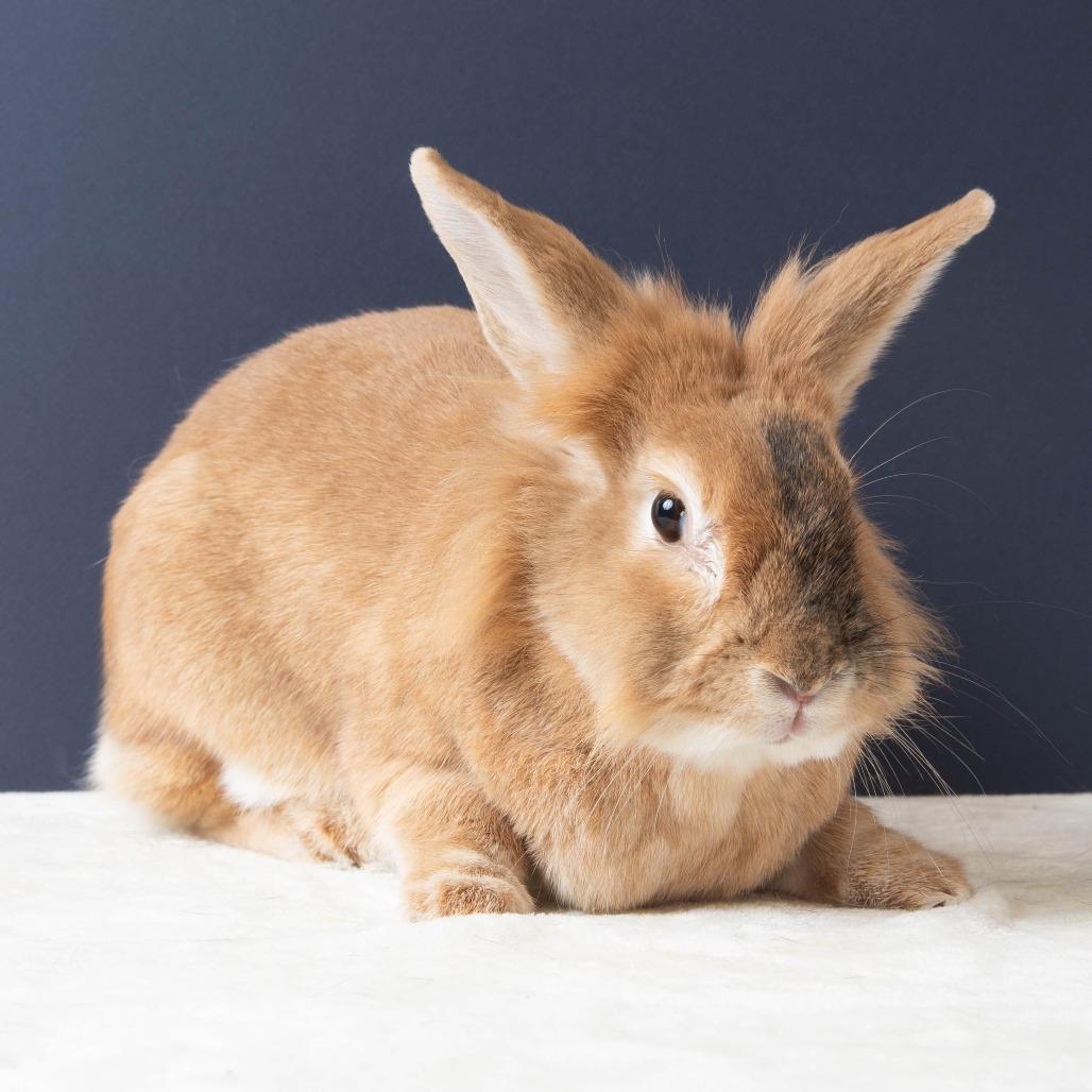 Enlarge Salsa Roja, a Adoptable Bunny Rabbit in Richmond, CA image 3/6