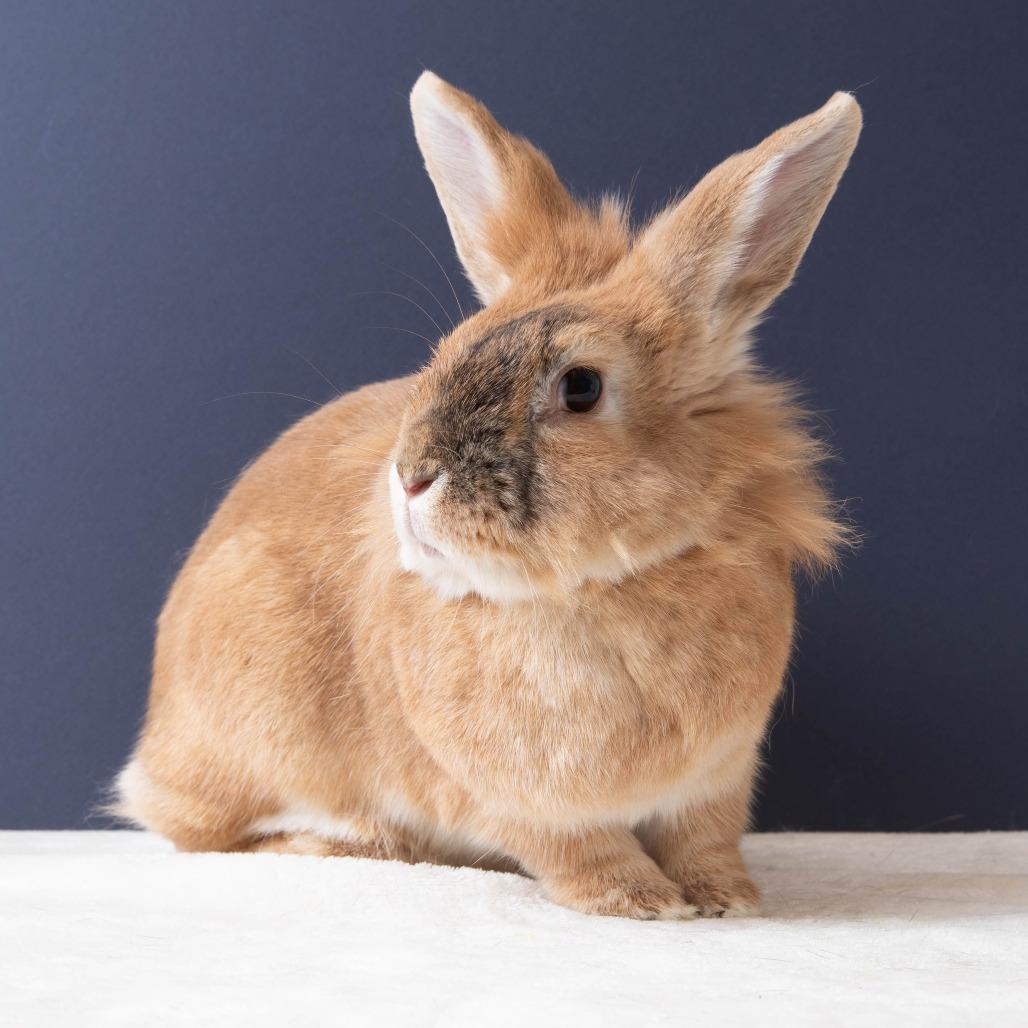 Enlarge Salsa Roja, a Adoptable Bunny Rabbit in Richmond, CA image 4/6
