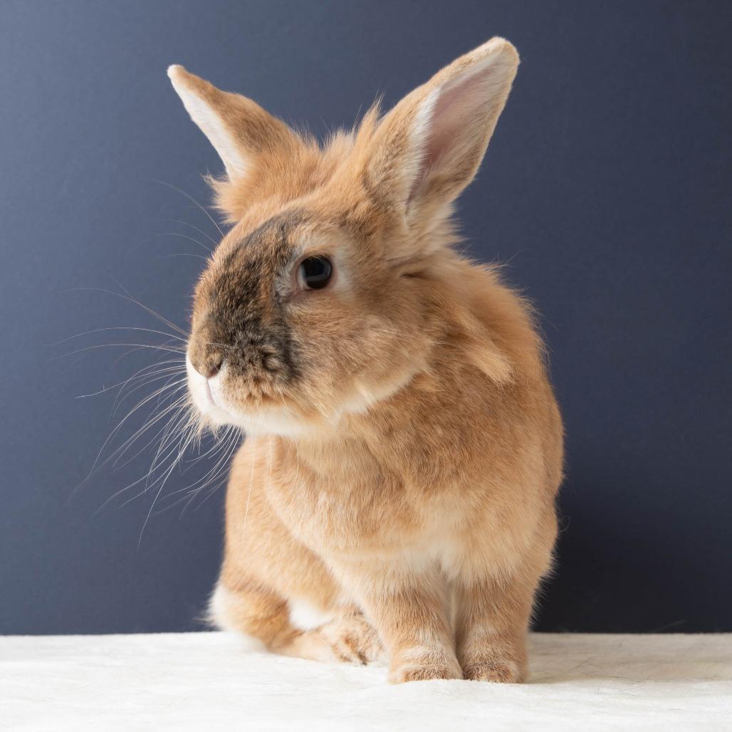 Enlarge Salsa Roja, a Adoptable Bunny Rabbit in Richmond, CA image 5/6