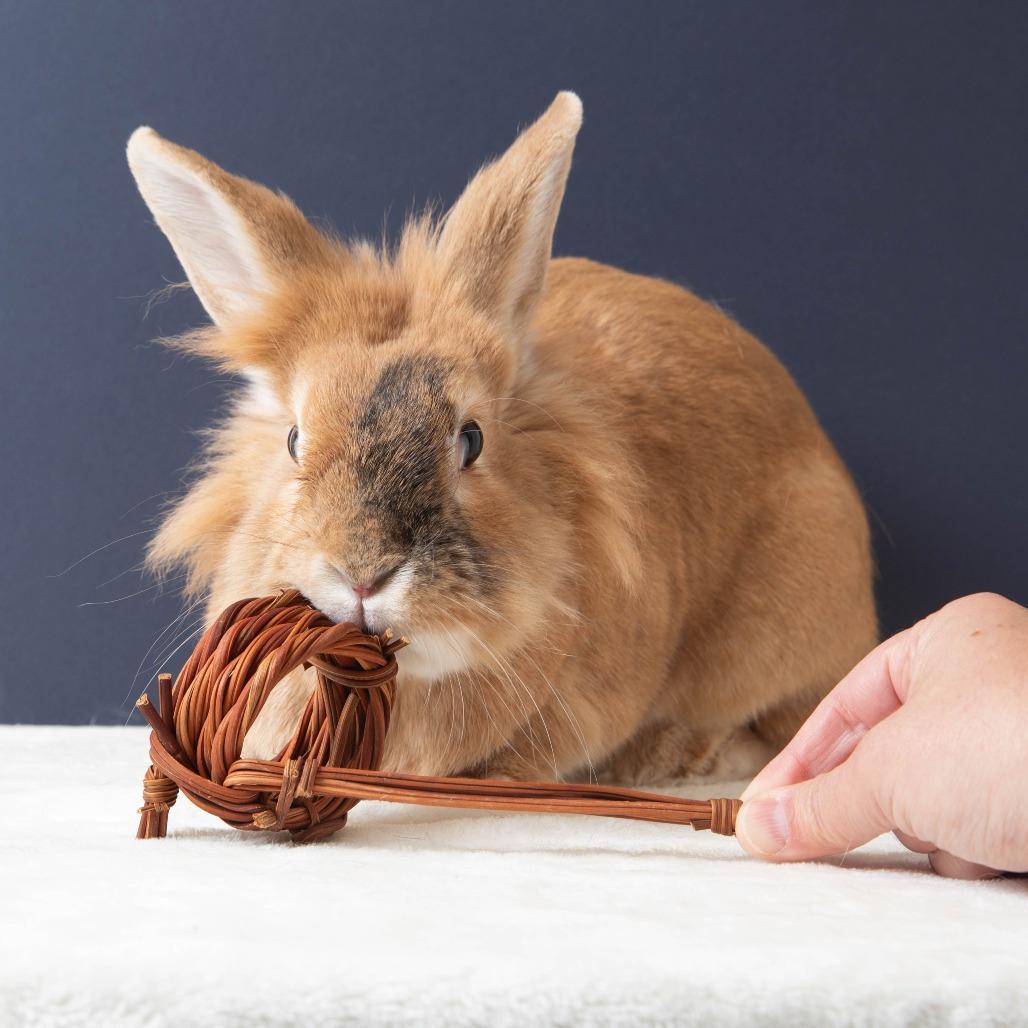 Enlarge Salsa Roja, a Adoptable Bunny Rabbit in Richmond, CA image 6/6