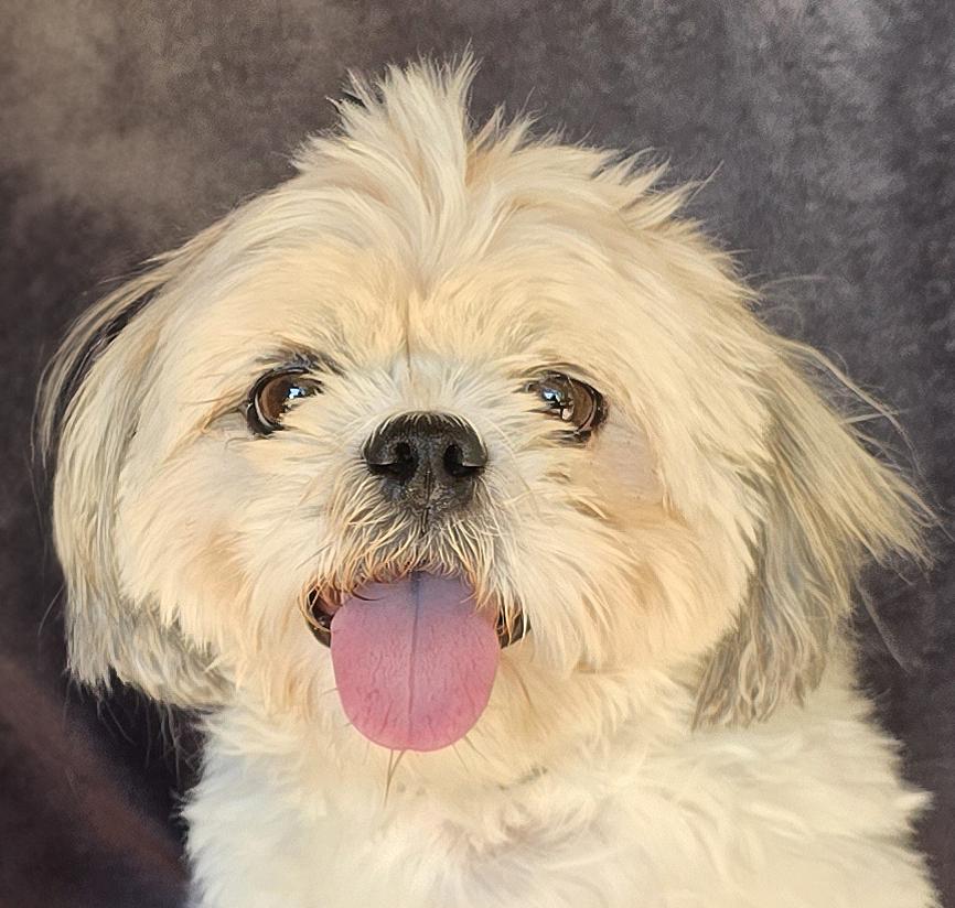 Talented Lil Mr Tiki Taki ~ WOW !