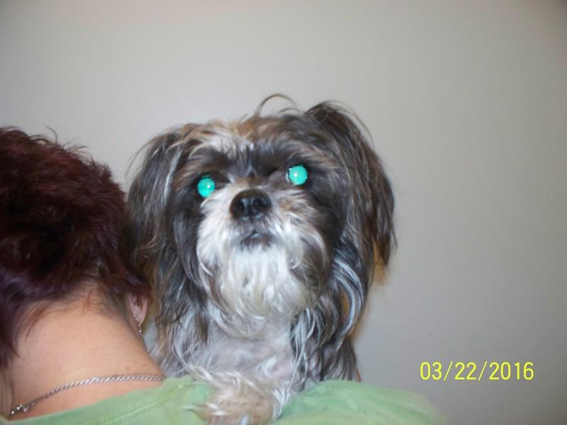 Ruby, Adopted, Senior Female Shih Tzu.