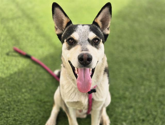GUPPY, Adoptable, Adult Male Husky.