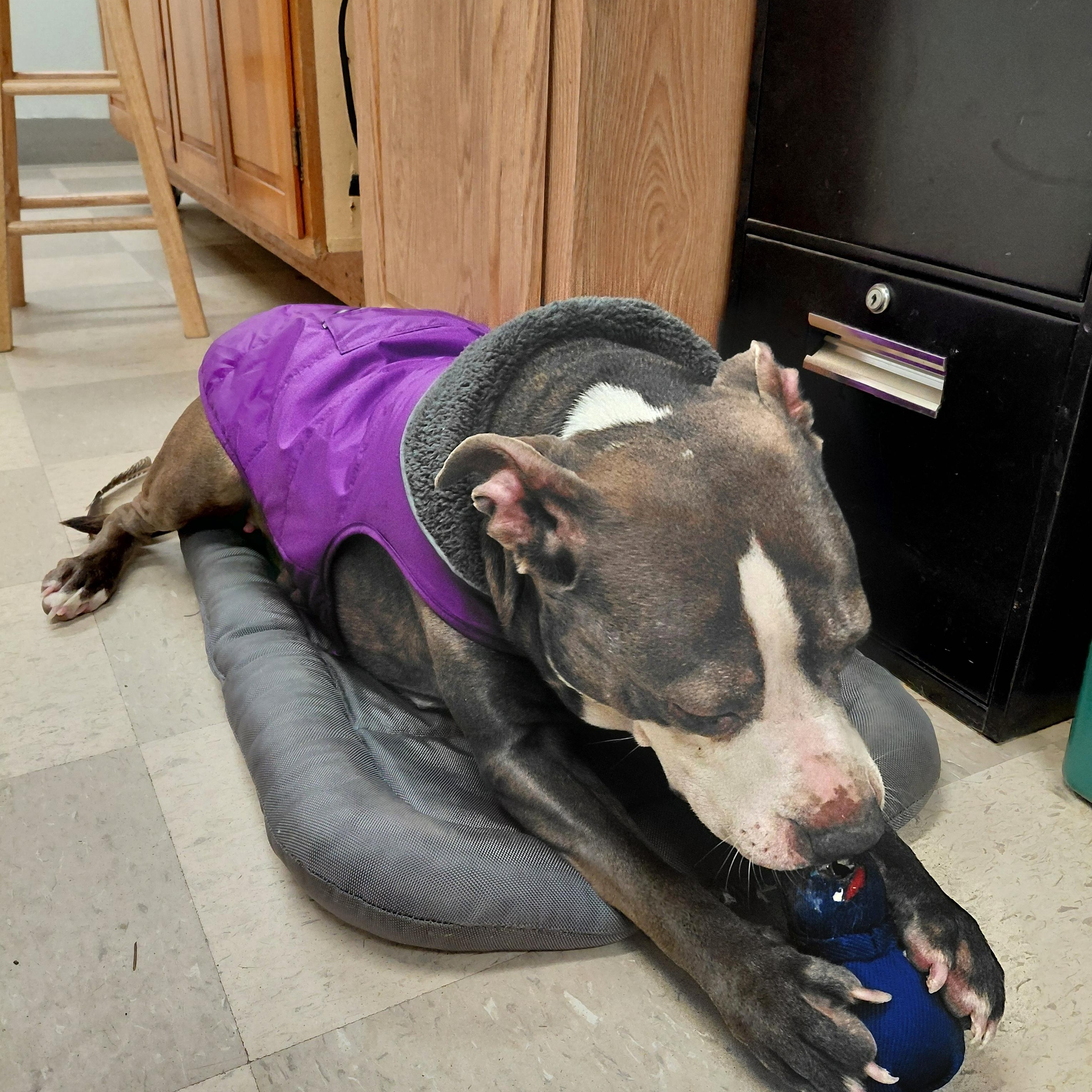 Sybil, a ADOPTABLE Pit Bull Terrier in Libby, MT image 4/5