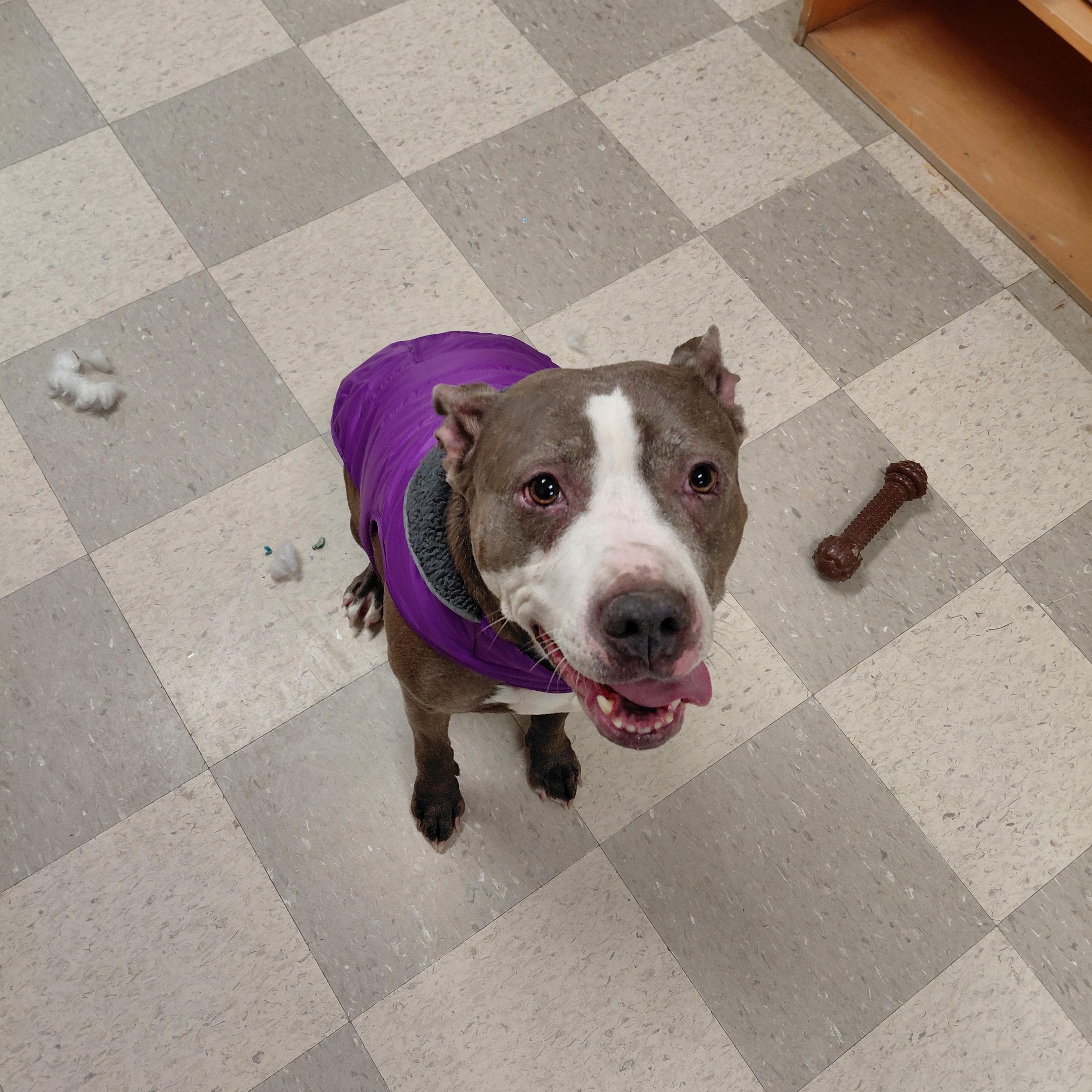 Sybil, a ADOPTABLE Pit Bull Terrier in Libby, MT image 5/5