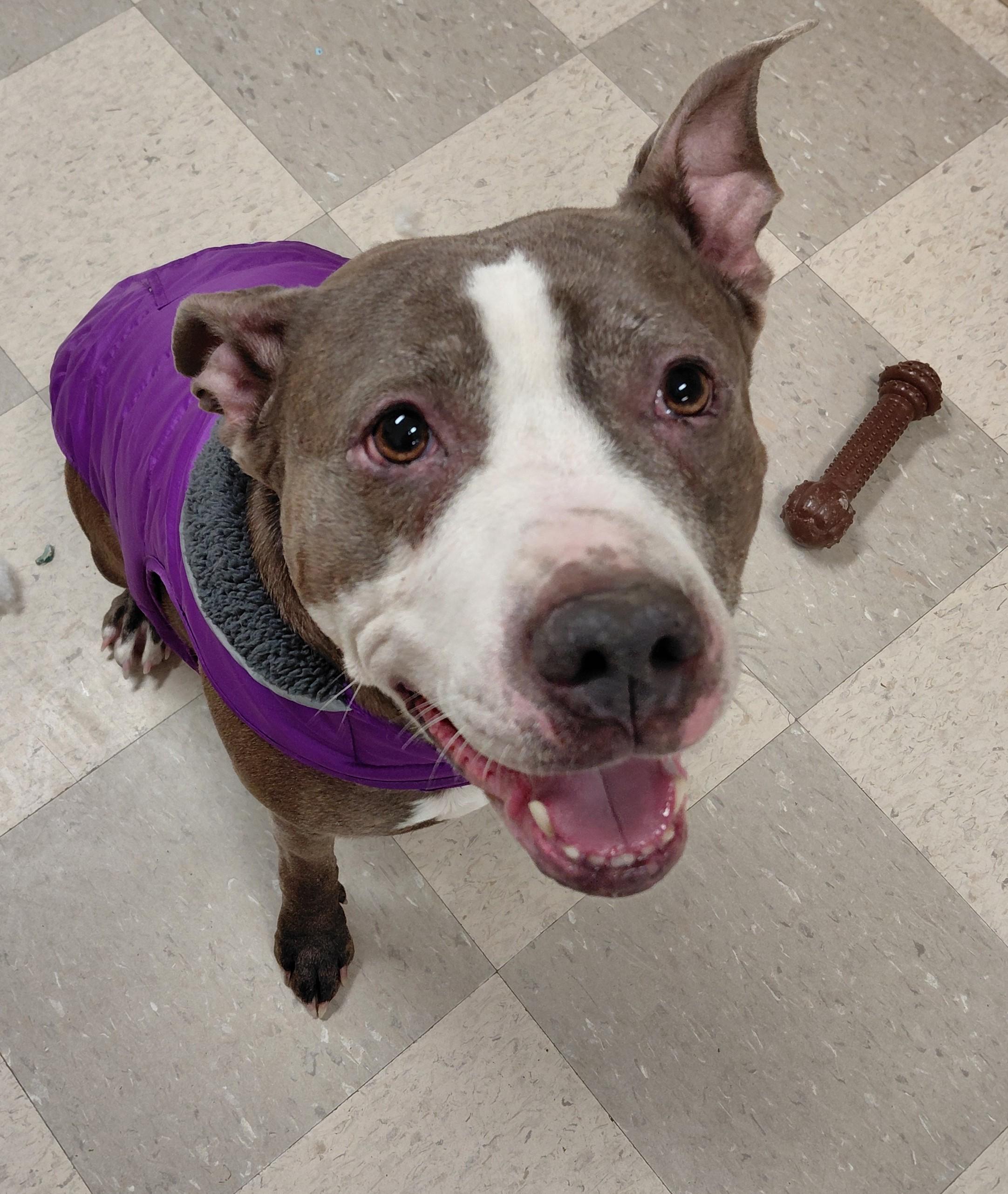 Sybil, ADOPTABLE, Senior Female Pit Bull Terrier.