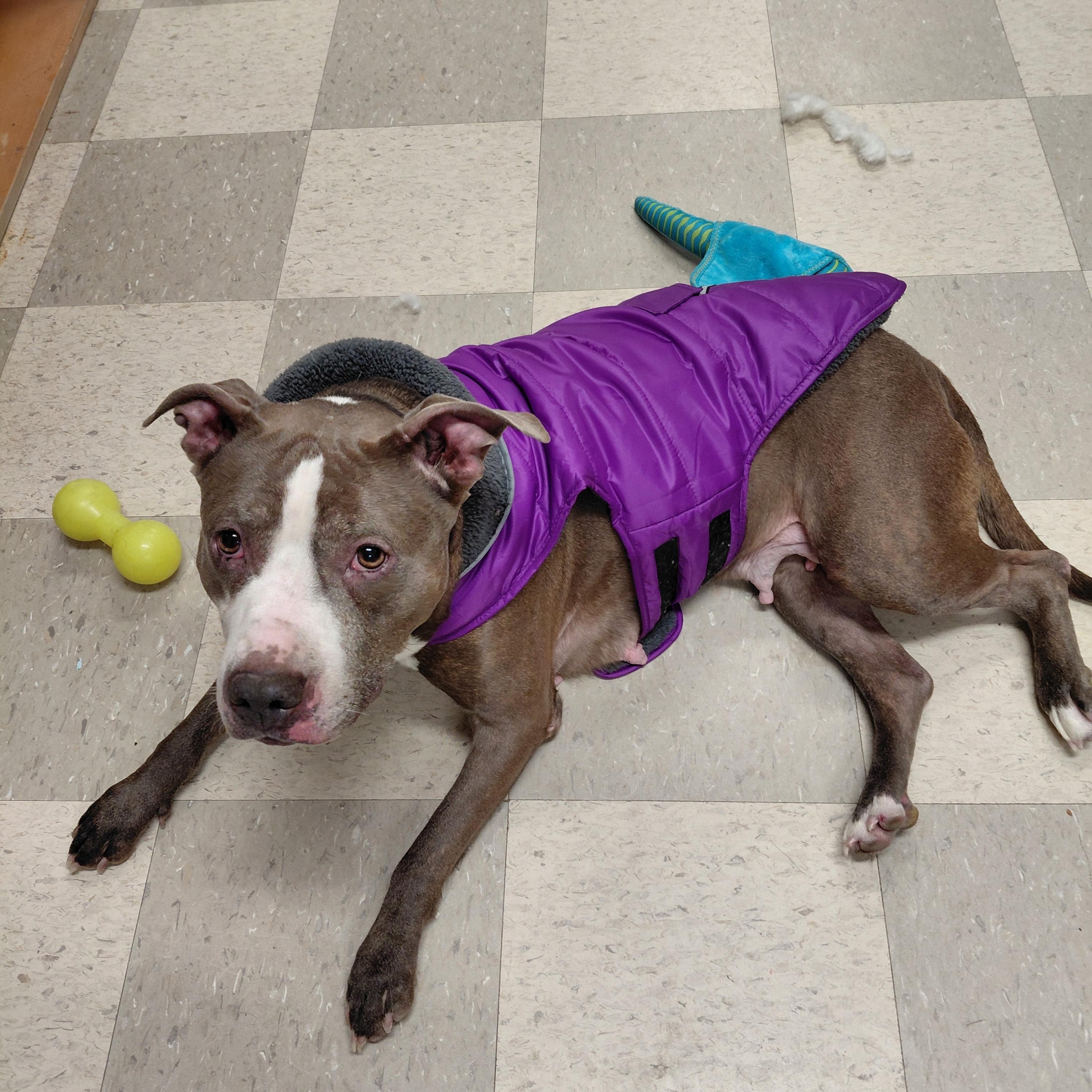 Sybil, a ADOPTABLE Pit Bull Terrier in Libby, MT image 3/5