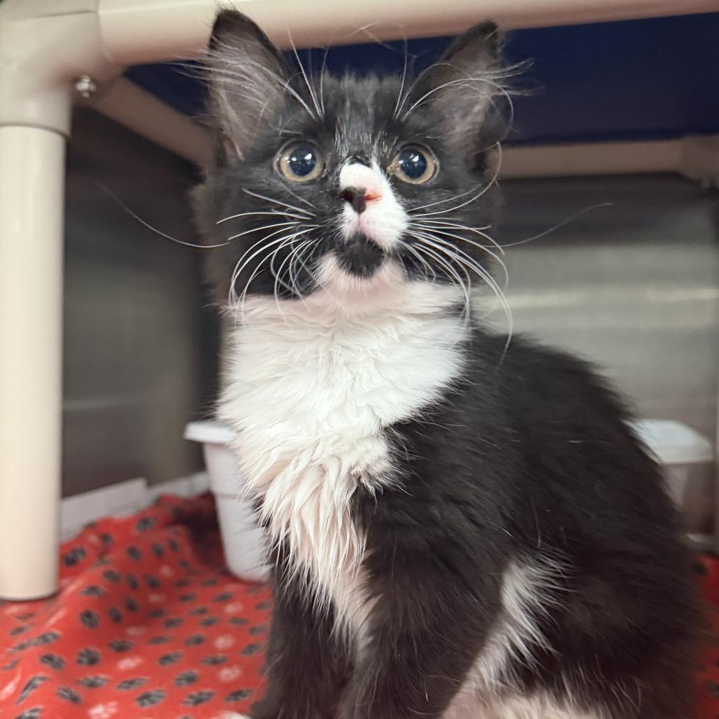 Kylie, Adoptable, Kitten Female Domestic Medium Hair.