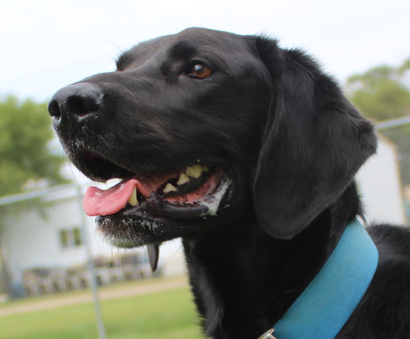 Beau, an adoptable Black Labrador Retriever in Huron, SD, 57350 | Photo Image 1