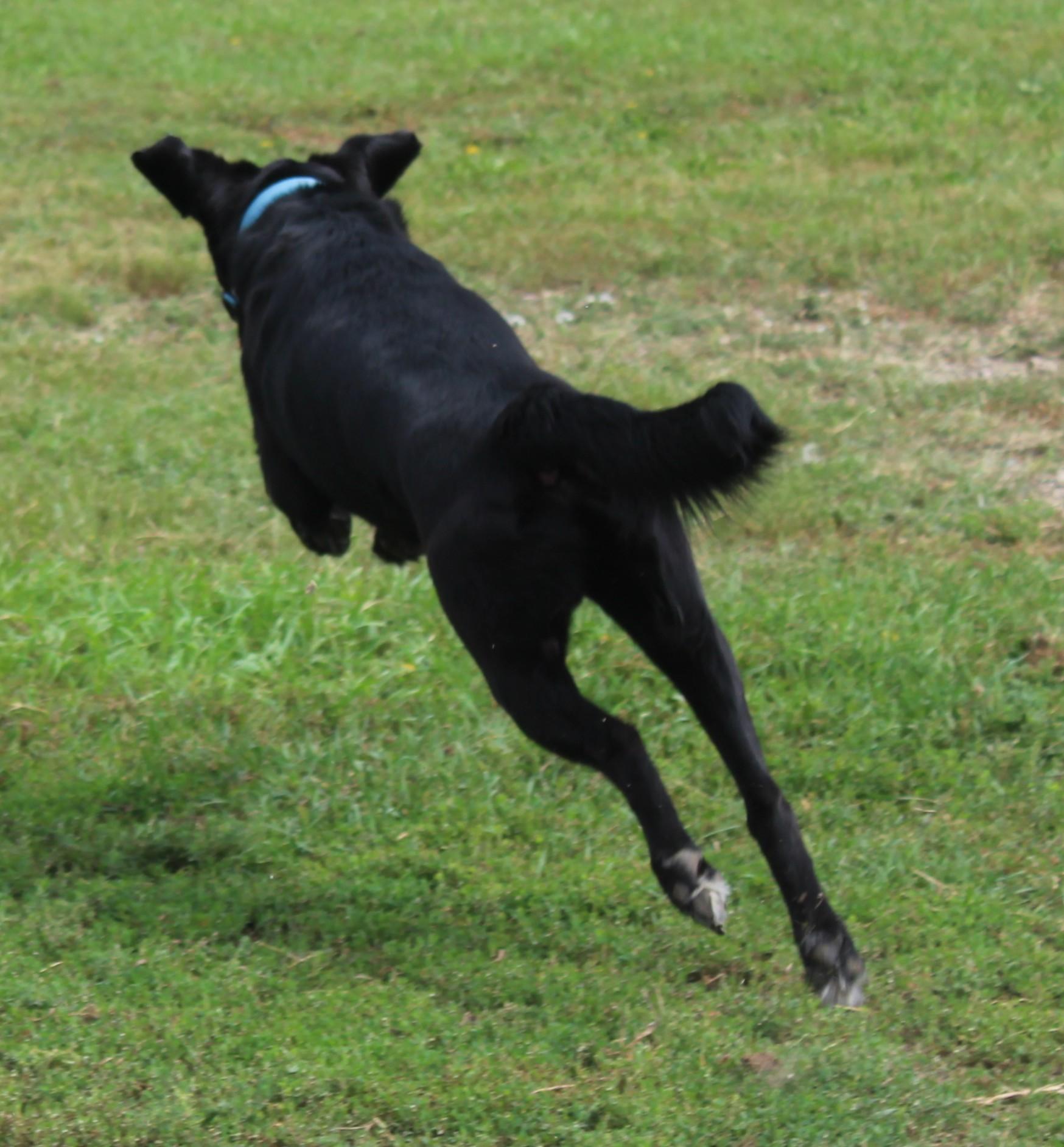 Beau, an adoptable Black Labrador Retriever in Huron, SD, 57350 | Photo Image 4