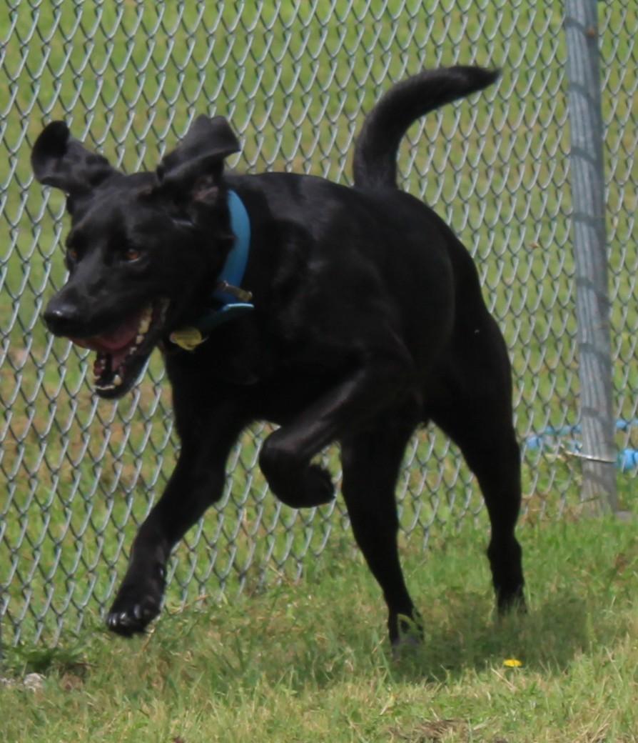 Beau, an adoptable Black Labrador Retriever in Huron, SD, 57350 | Photo Image 5