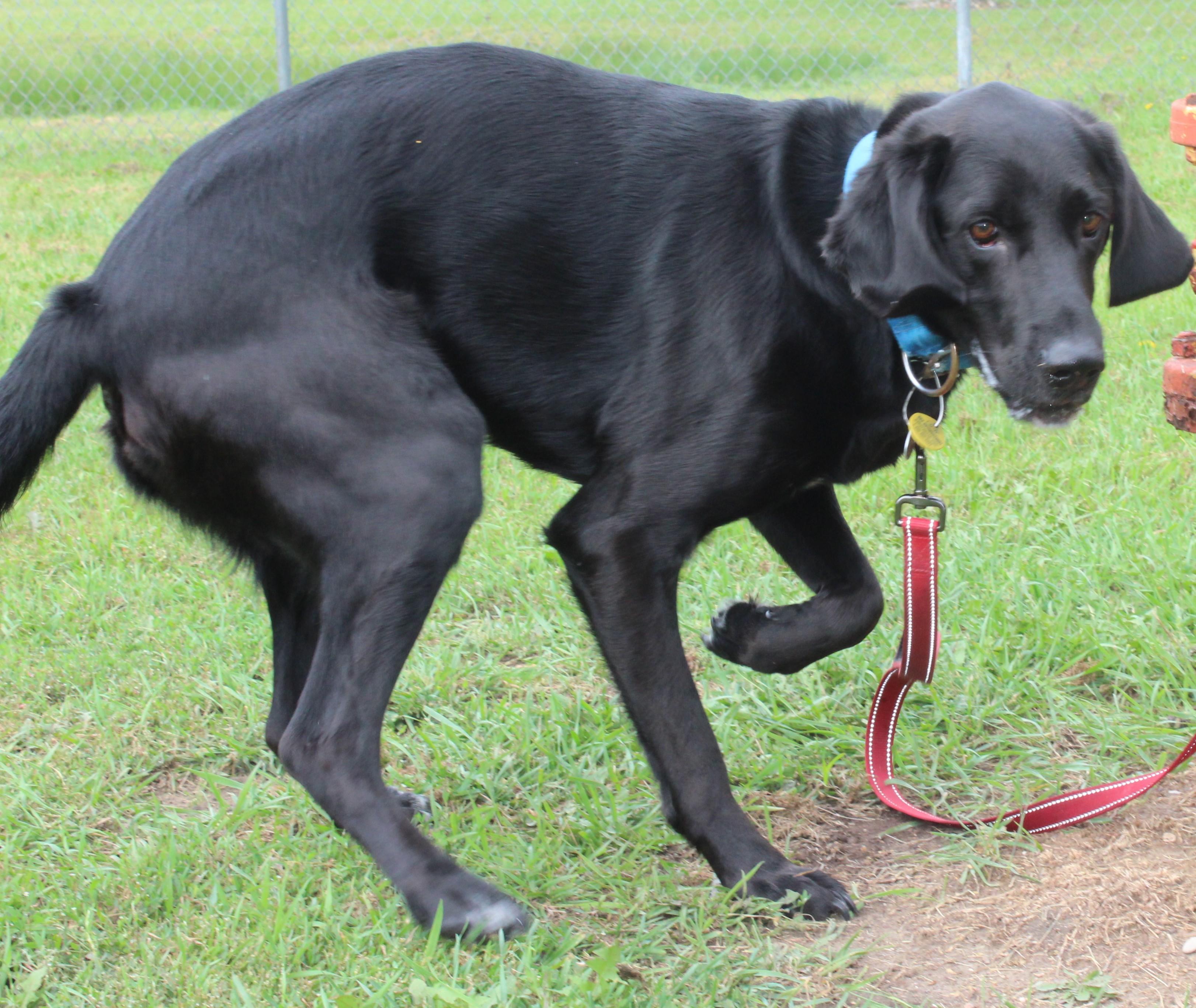 Beau, an adoptable Black Labrador Retriever in Huron, SD, 57350 | Photo Image 3