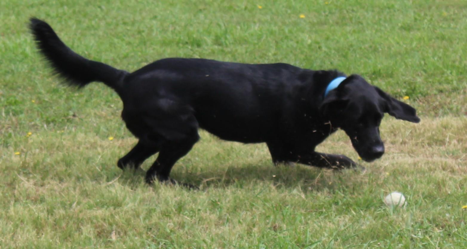 Beau, an adoptable Black Labrador Retriever in Huron, SD, 57350 | Photo Image 6