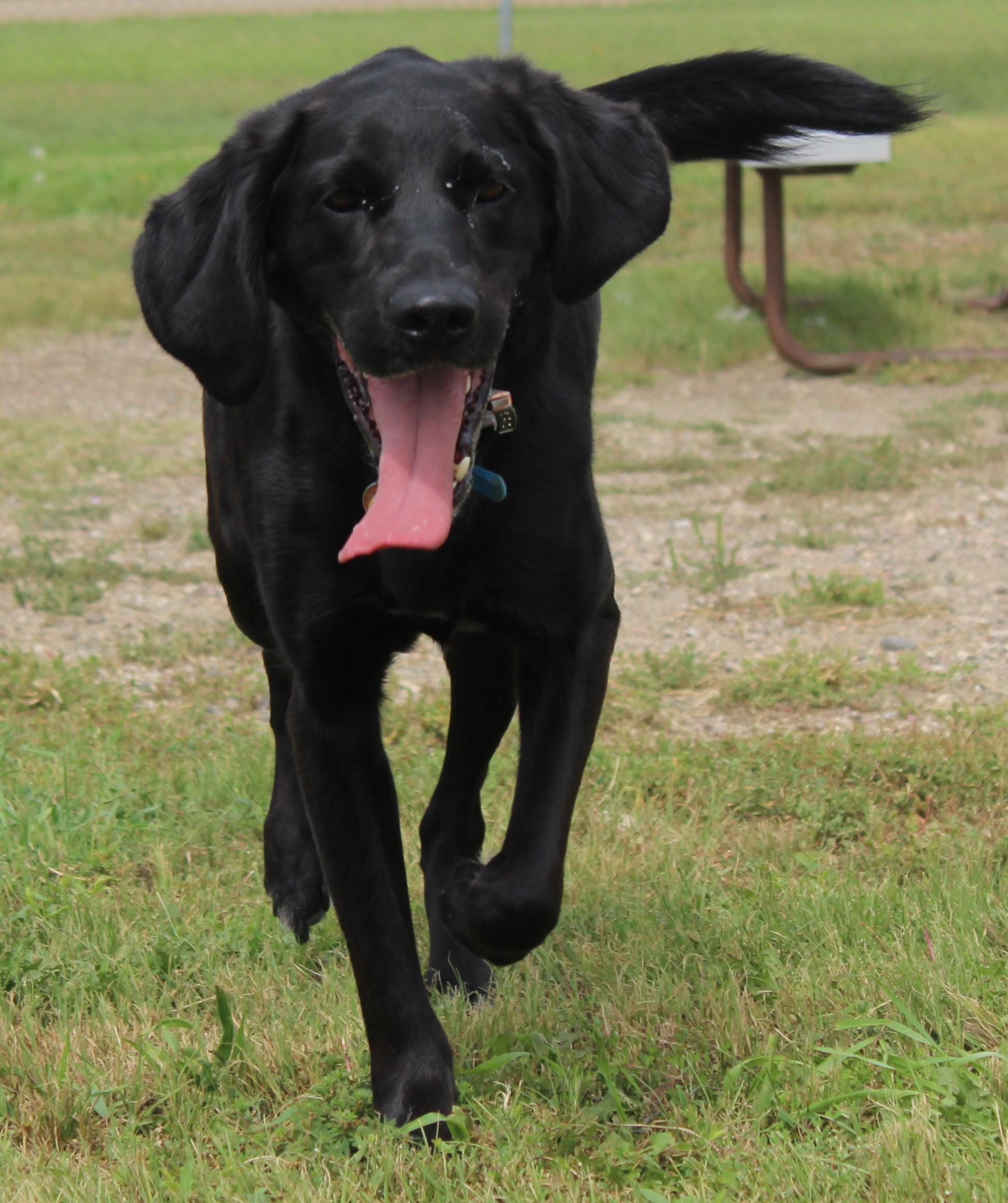 Beau, an adoptable Black Labrador Retriever in Huron, SD, 57350 | Photo Image 2