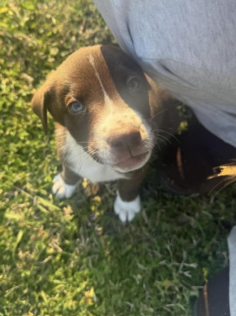 Enlarge Ace, a ADOPTABLE mixed breed in Kannapolis, NC image 5/5