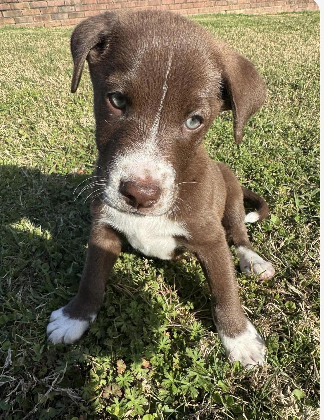 Enlarge Ace, a ADOPTABLE mixed breed in Kannapolis, NC image 4/5