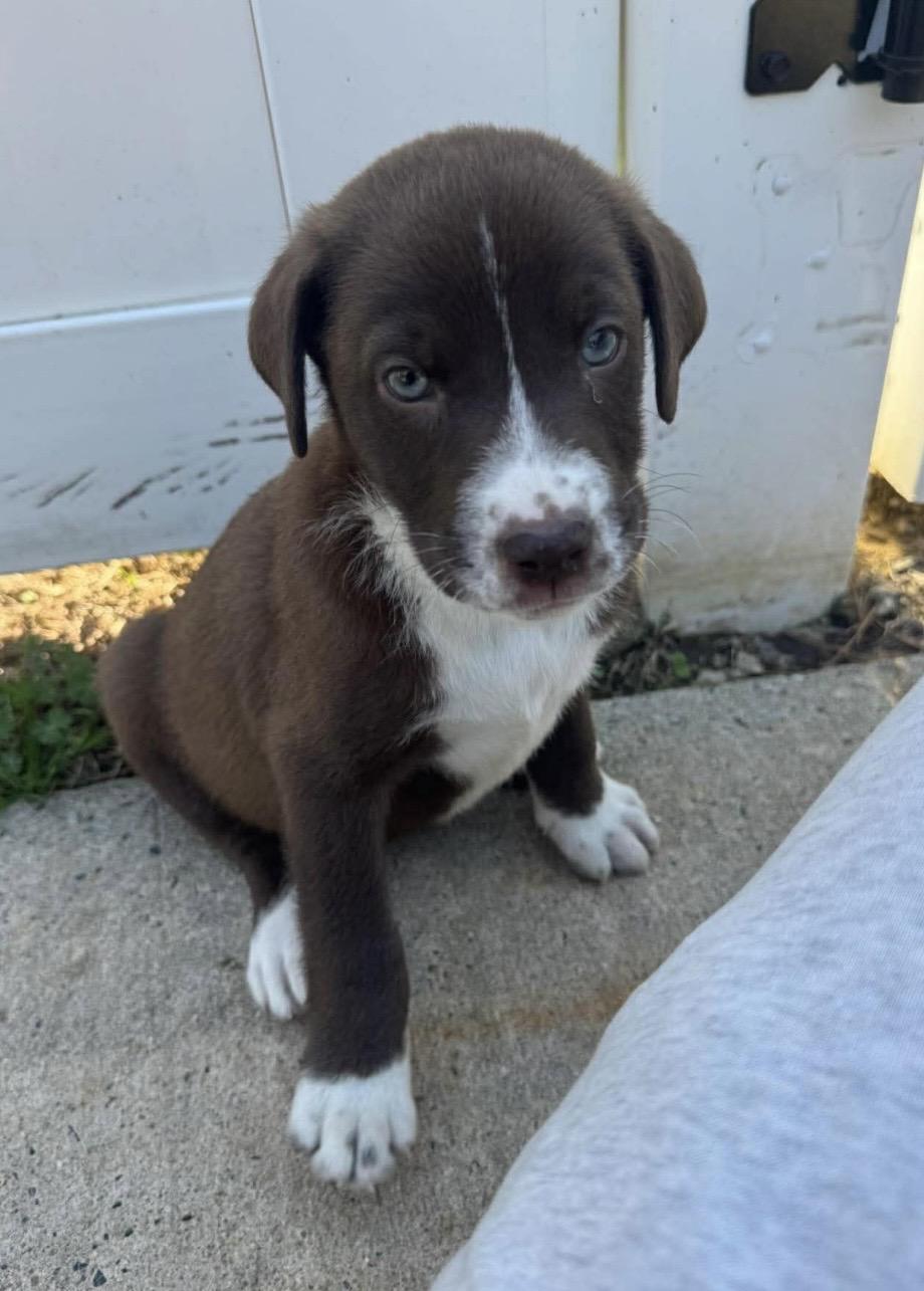 Ace, ADOPTABLE, Puppy Male Labrador Retriever & Mixed Breed.