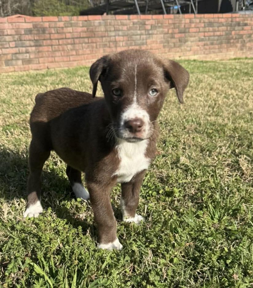 Enlarge Ace, a ADOPTABLE mixed breed in Kannapolis, NC image 3/5