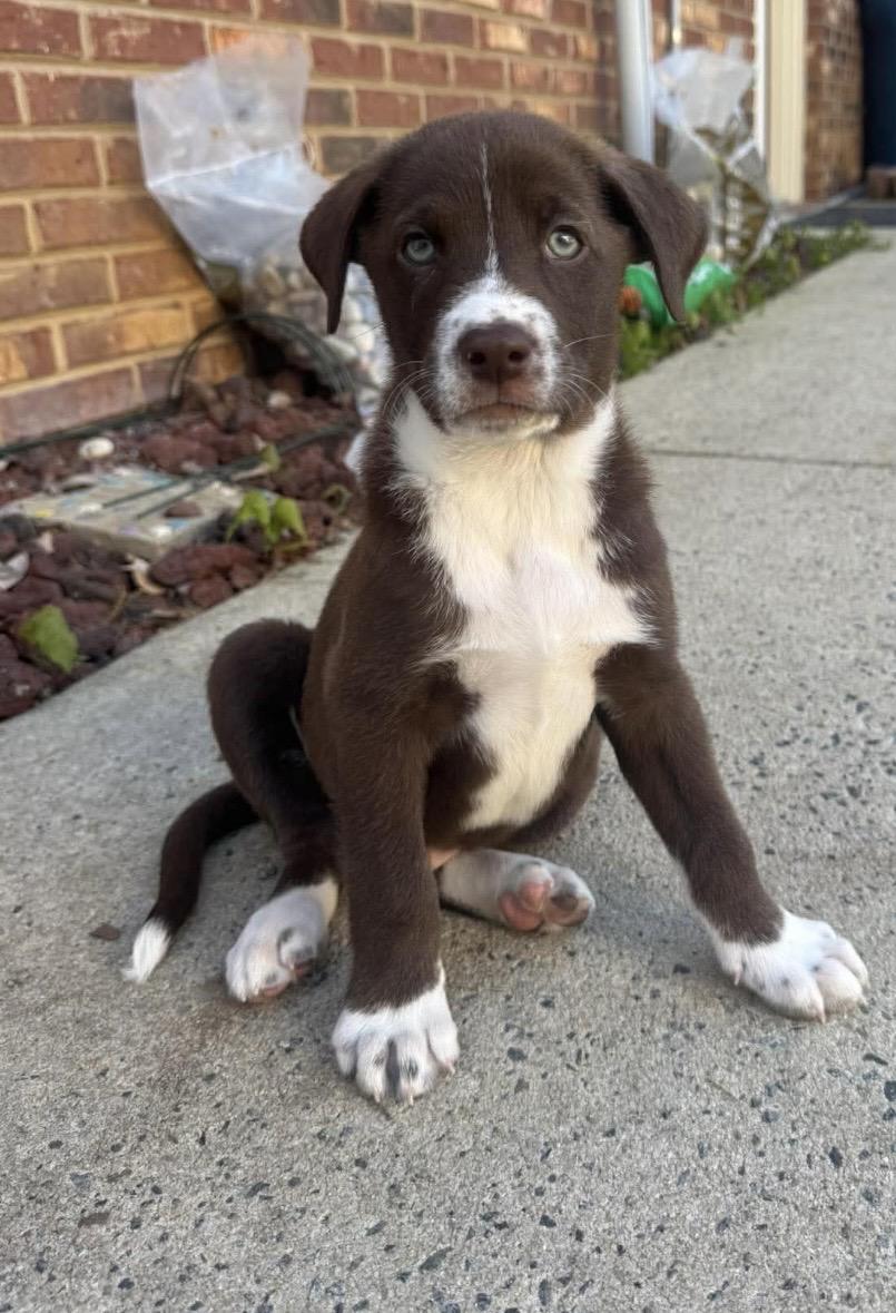 Enlarge Ace, a ADOPTABLE mixed breed in Kannapolis, NC image 2/5