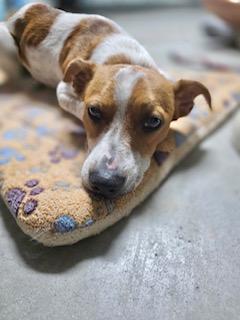 Enlarge Eddie, a Adopted mixed breed in Tampa, FL image 2/6