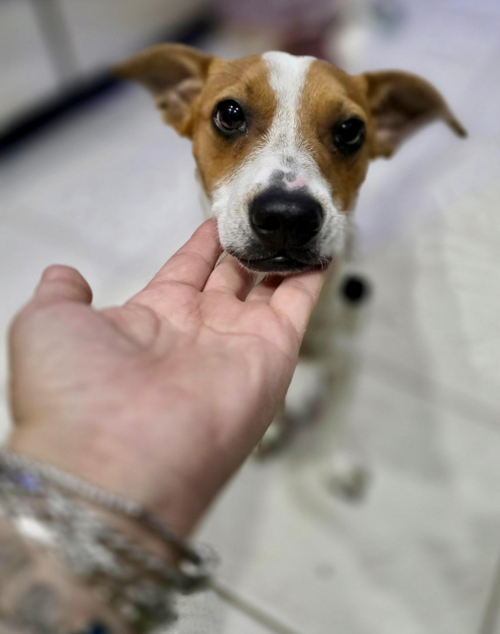 Enlarge Eddie, a Adopted mixed breed in Tampa, FL image 3/6