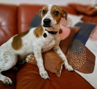 Enlarge Eddie, a Adopted mixed breed in Tampa, FL image 1/6