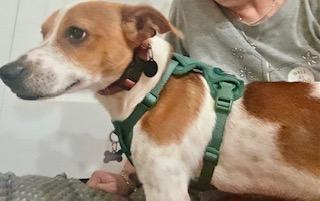 Enlarge Eddie, a Adopted mixed breed in Tampa, FL image 5/6