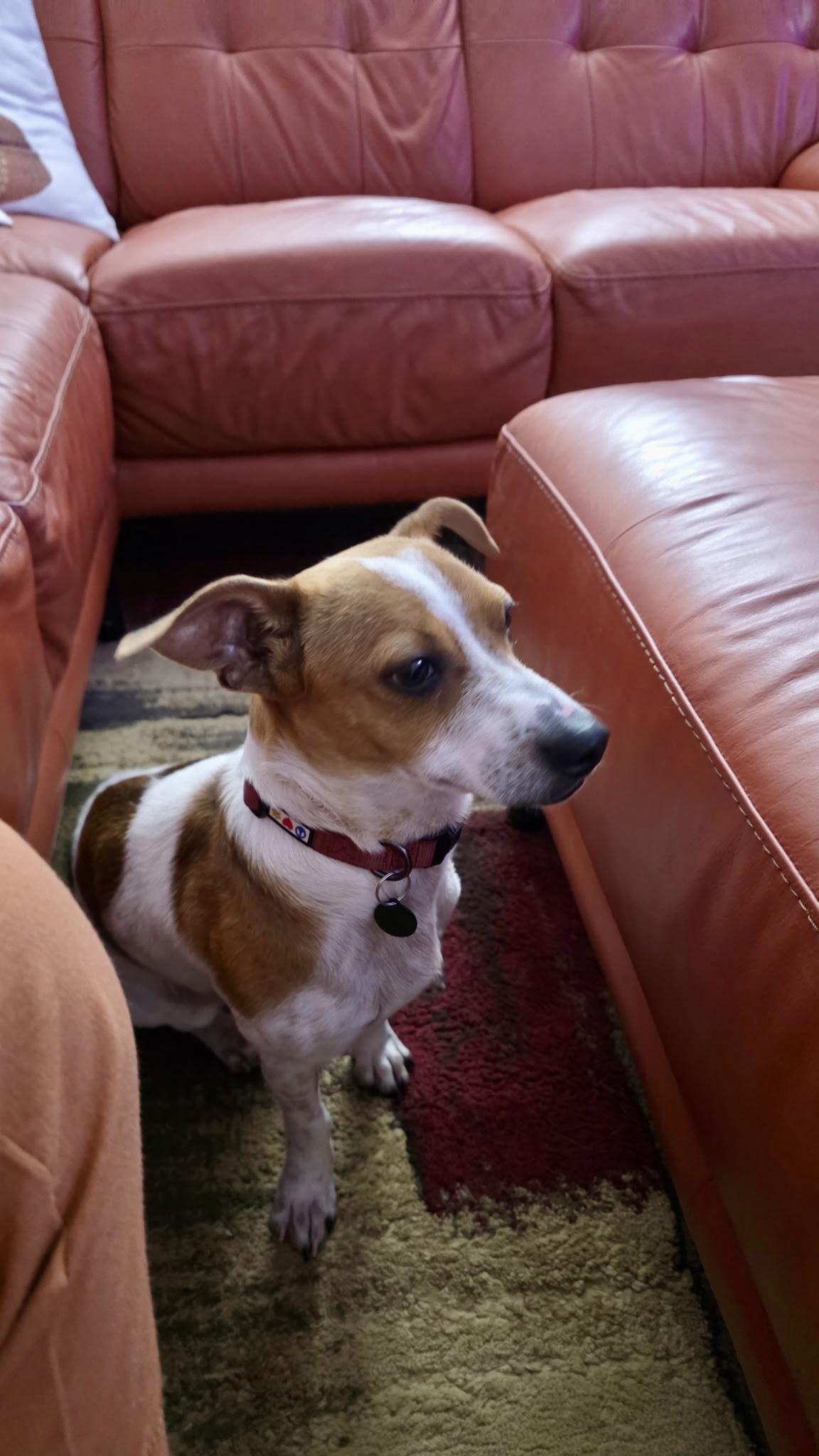 Enlarge Eddie, a Adopted mixed breed in Tampa, FL image 4/6
