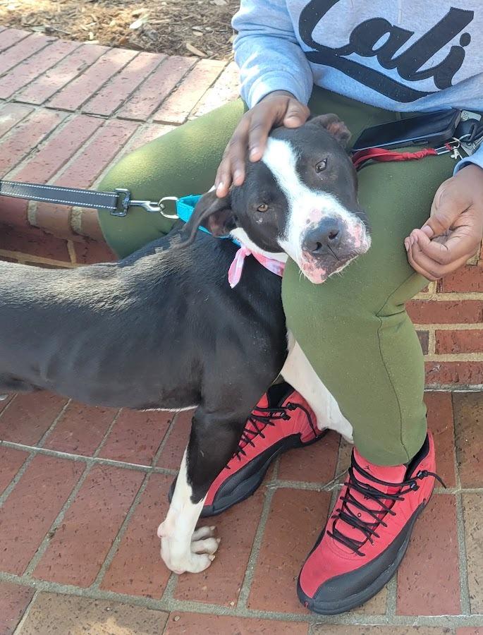 Skully, Adoptable, Young Male Labrador Retriever & Boxer.