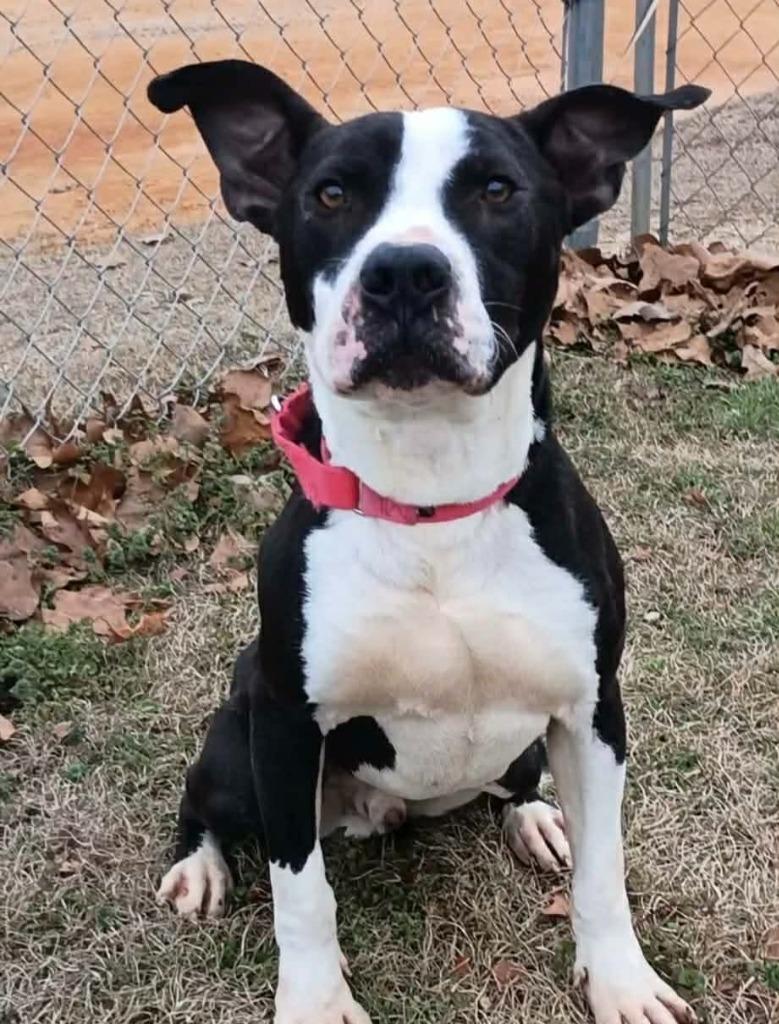 Enlarge Skully, a Adoptable mixed breed in Hartsville, SC image 2/6