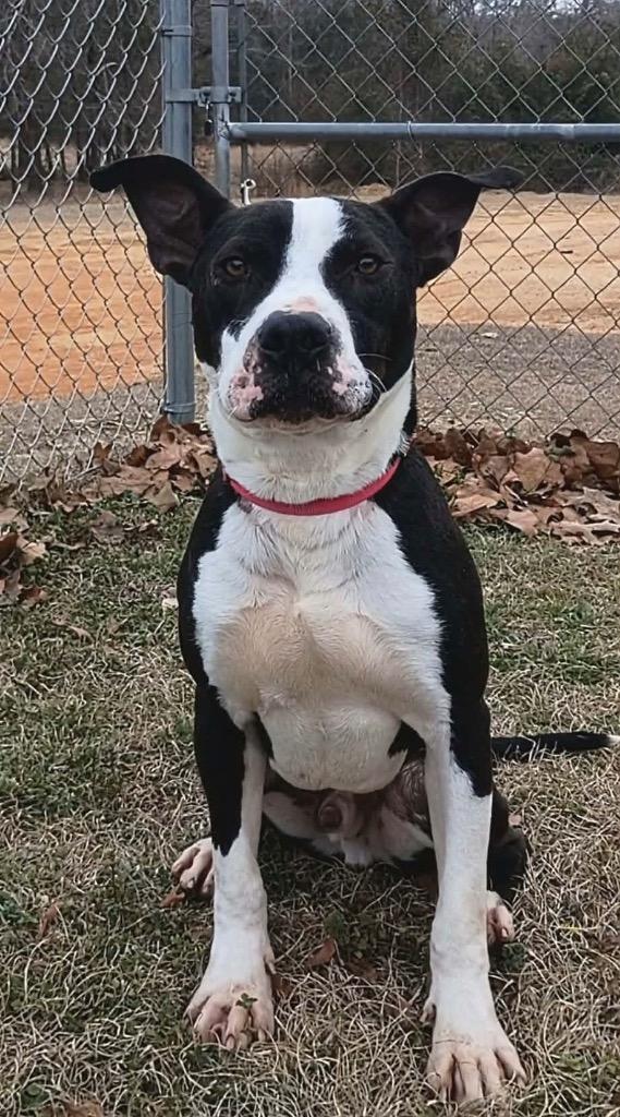 Enlarge Skully, a Adoptable mixed breed in Hartsville, SC image 3/6