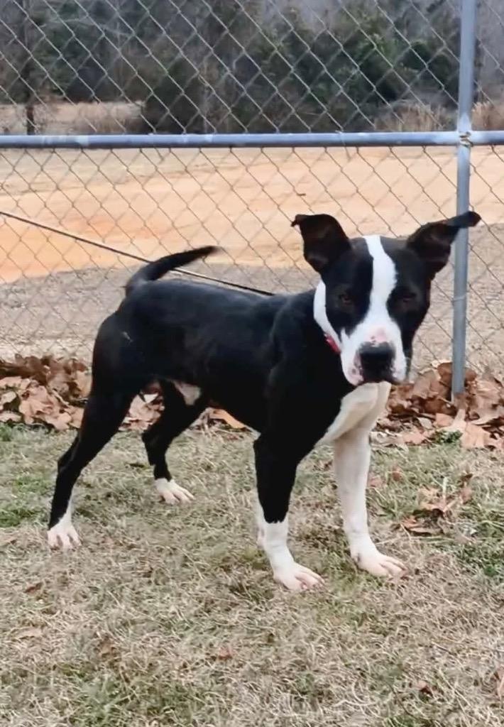 Enlarge Skully, a Adoptable mixed breed in Hartsville, SC image 6/6
