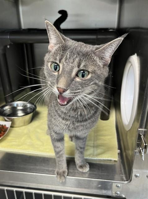 CASPER, Adoptable, Young Male Domestic Short Hair.