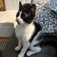 Sanibel, a Adoptable mixed breed in Richmond, VA image 3/5