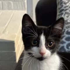 Sanibel, a Adoptable mixed breed in Richmond, VA image 2/5