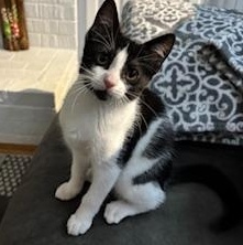 Sanibel, a Adoptable mixed breed in Richmond, VA image 1/5