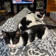 Sanibel, a Adoptable mixed breed in Richmond, VA image 4/5