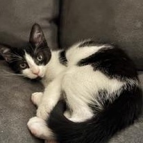 Sanibel, a Adoptable mixed breed in Richmond, VA image 5/5