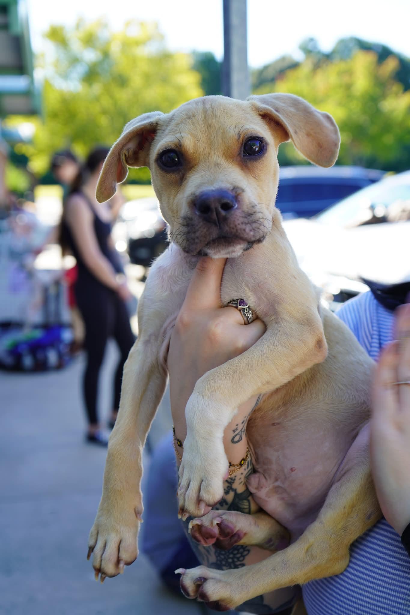 Enlarge Scout, a Adoptable mixed breed in Holly Springs, NC image 1/3