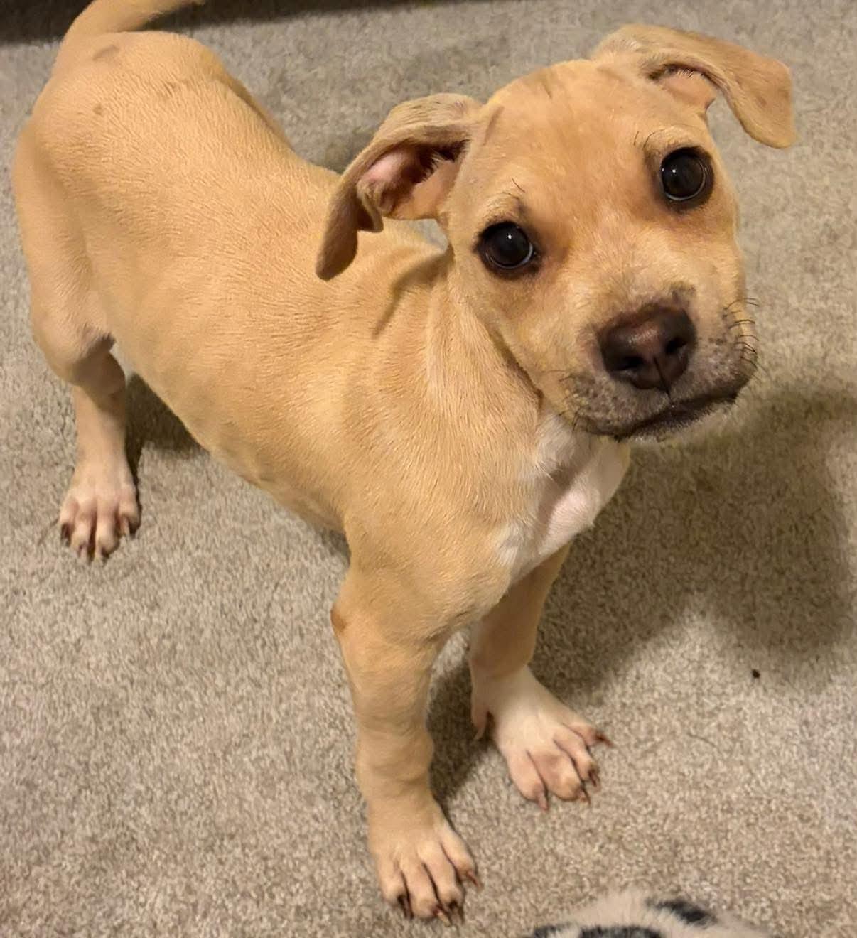 Enlarge Scout, a Adoptable mixed breed in Holly Springs, NC image 2/3