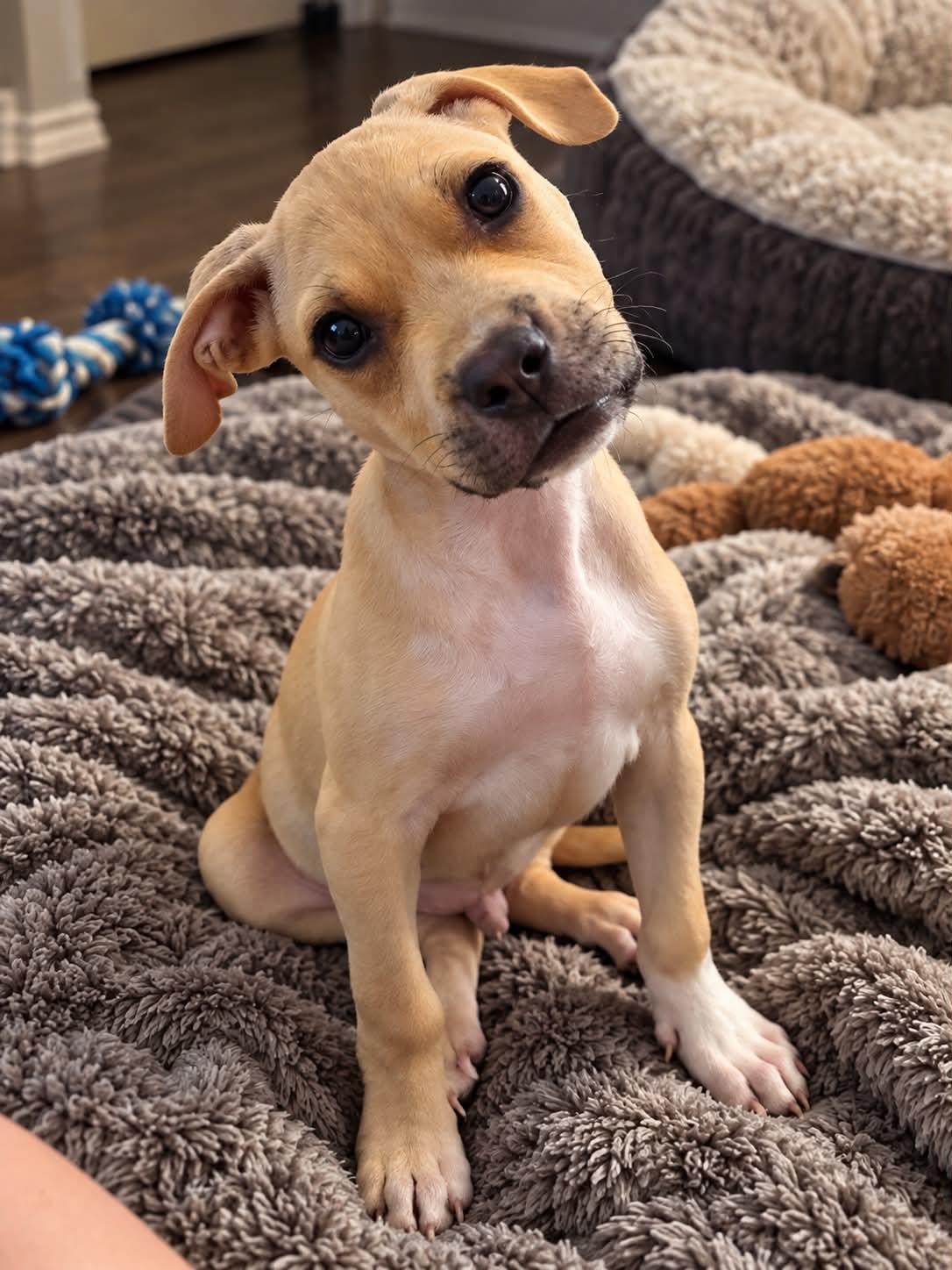 Enlarge Scout, a Adoptable mixed breed in Holly Springs, NC image 3/3