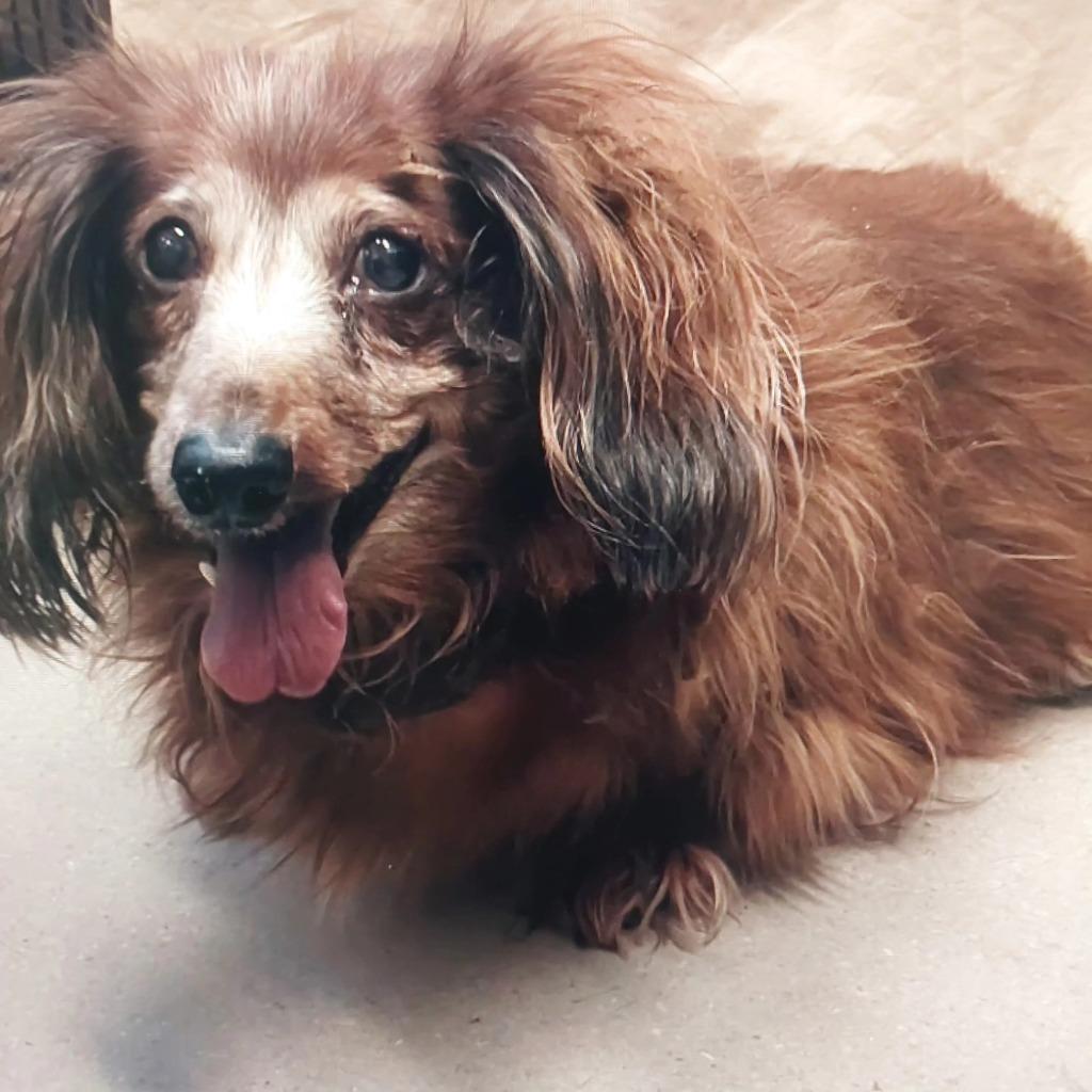 Scarlett — thumbnail 2