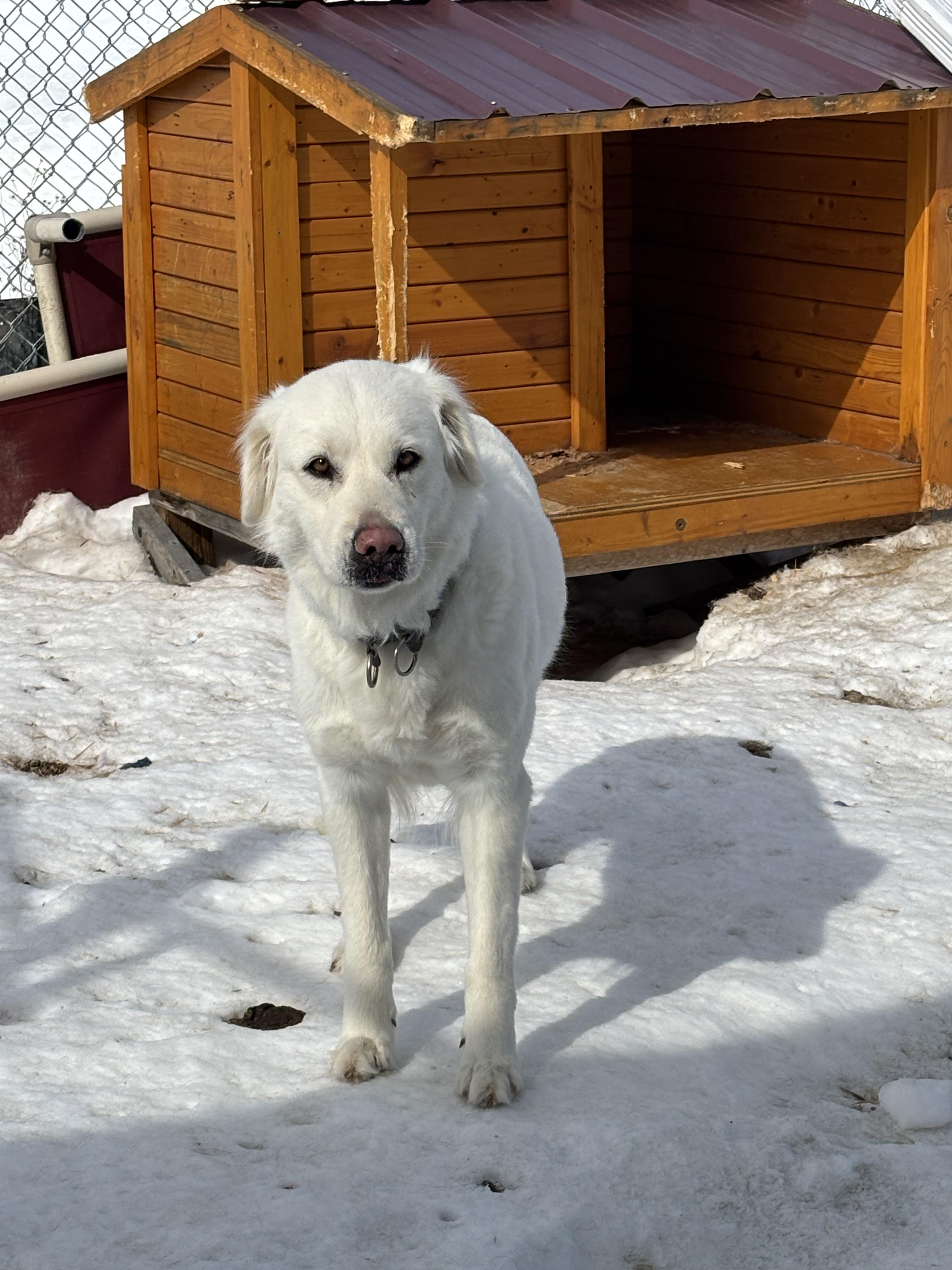 Chloe , ADOPTABLE, Young Female Great Pyrenees.